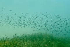 IMG_4245