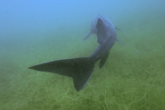 diveandtravel_016