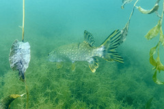 diveandtravel_038