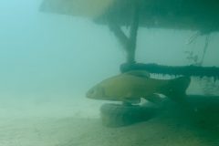 IMG_4607